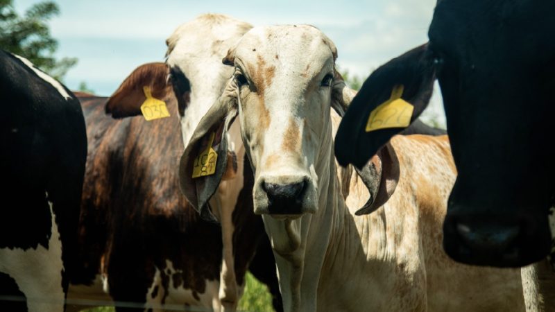 LACRUZMesa de trabajo 3 copia 17-100