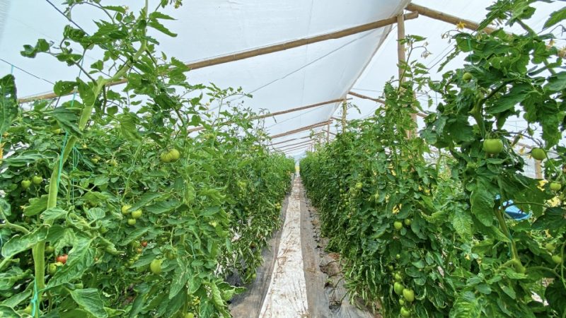 TESORITOMesa de trabajo 3 copia 8-100