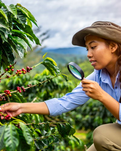 Sistemas de Producción Agrícola