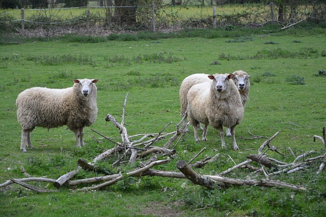 jaclou-dl-sheep-3321498_640 jaclou-dl-sheep-3321498_640
