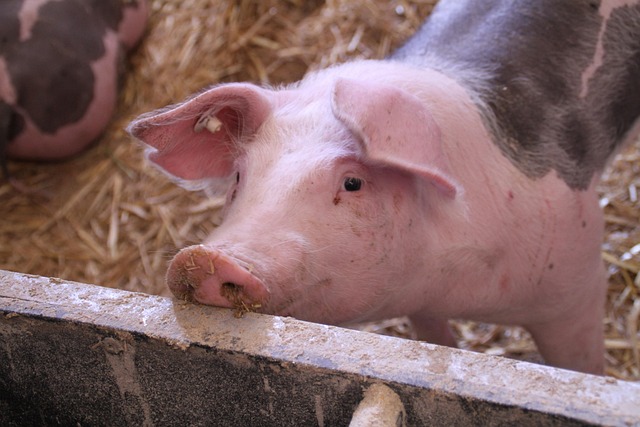 tomwieden-pig-4502063_640 tomwieden-pig-4502063_640